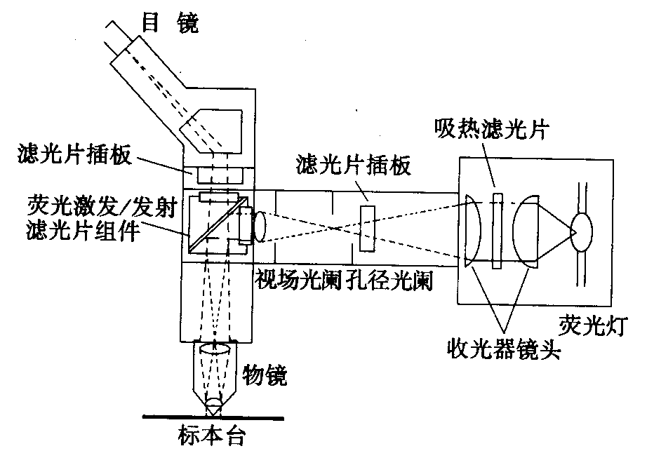 熒光顯微鏡原理圖，激發濾板和壓制濾色系統