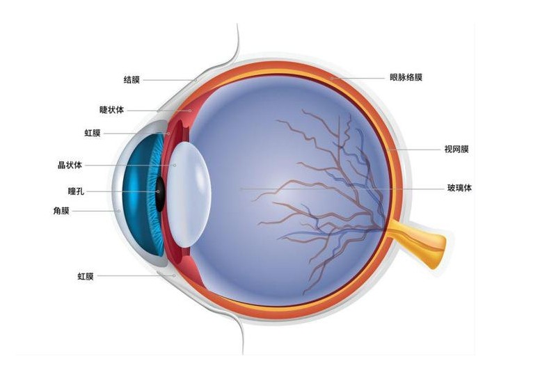 眼睛結構圖